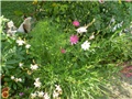gaura